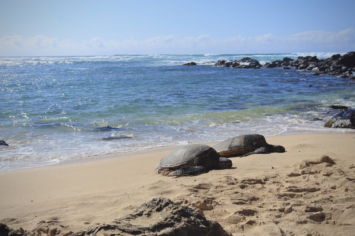 Where to See Sea Turtles on Oahu (Without Disturbing Them)