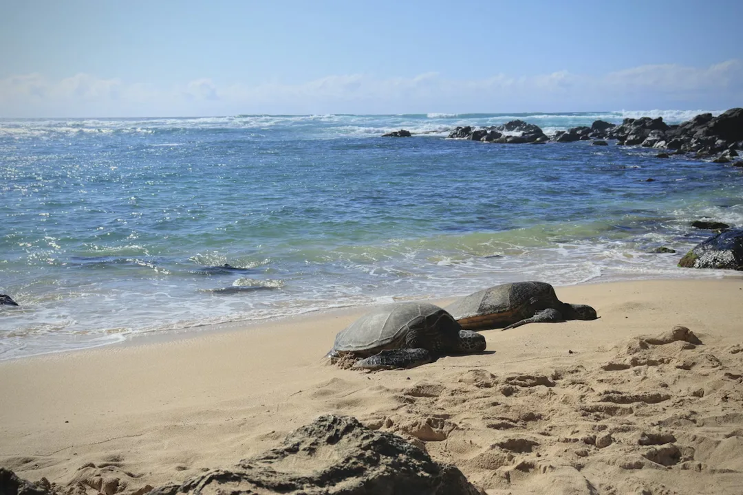Sea Turtles